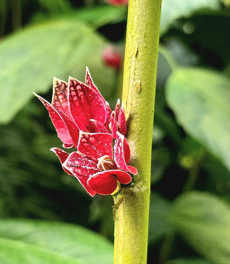 KI generiert: Das Bild zeigt eine Nahaufnahme eines stilisierten, tiefroten Blütenknospenansatzes an einem grünen Stängel. Im Hintergrund sind unscharfe, grüne Blätter zu sehen.